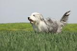 BEARDED COLLIE 107
